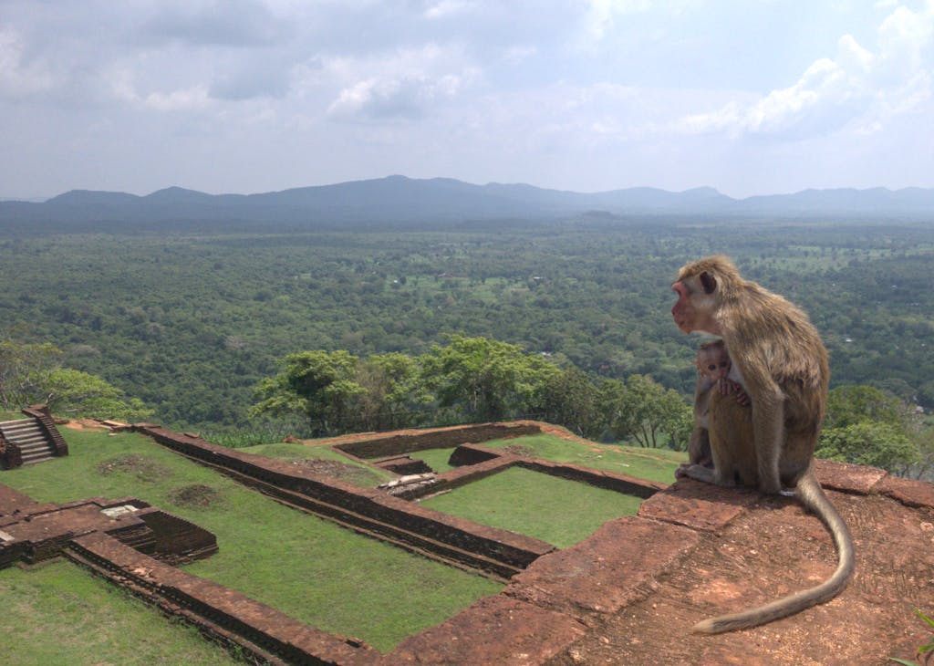 A mother monkey with her baby overlooks a vast green valley from ancient ruins on a sunny day.
