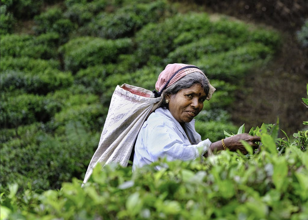 An elderly Sri Lankan woman working in a lush tea plantation in Haputale, surrounded by verdant greenery.